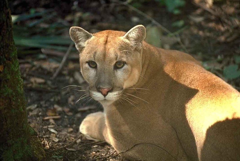 Florida’s M-CORES highway project would threaten the habitat and the survival of the endangered Florida Panther. Credit: U.S. Fish and Wildlife Service